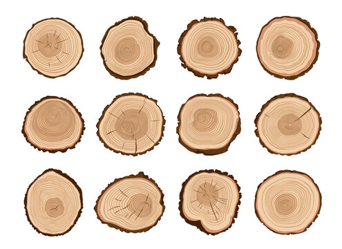 Tree trunks, wood cut. Forest tree stump log cross-section pattern, firewood woodcut cartoon vector sections set or pine trunk slice texture. Timber wood, firewood isolated cuts with plant age rings