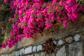 Fototapeta na wymiar Bougainvillea blossom on a wall in Villefranche sur Mer, in the South of France