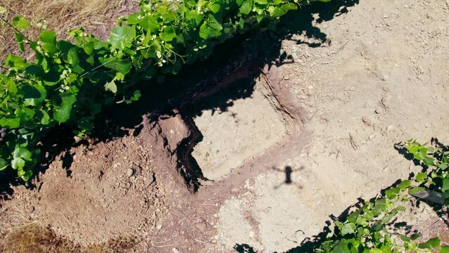 Slow spinning aerial shot above a semi-calcareous calicata in a field of vines in Leyda Valley, Chile