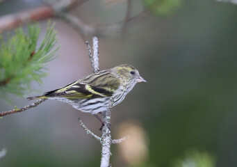 Eurasian siskin
