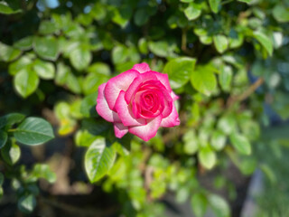 pink rose in garden