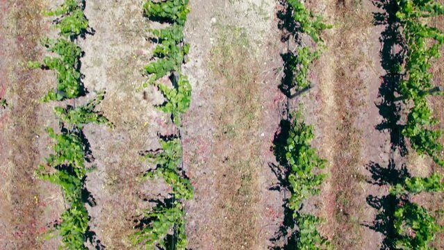 Aerial dolly shot of a Sauvignon Blanc Calicata in a vineyard in Leyda Valley, Chile