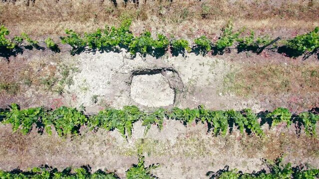 Top-down aerial shot of a very calcareous calicata in a field of vines in Leyda Valley, Chile
