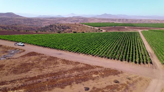 Aerial shot of farmers inspecting the vineyards in between the Limari Valley, Chile