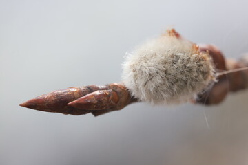  willows bud