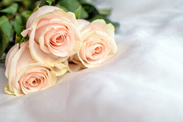 The branch of pink roses on white fabric background