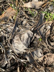 squirrel in the nest