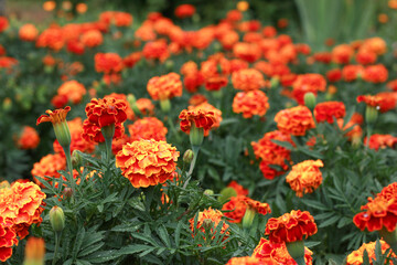 marigold flower in the garden in the sunset rays, flower bed in a country house with a beautiful flower