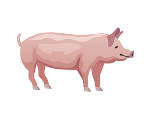 Flat Pig Illustration