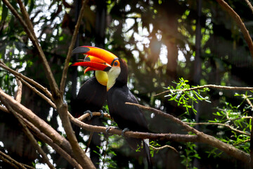 Great Hornbill Coraciiformes hornbill bird resting on branch tree with woods green blurred background of rain forest, wildlife scene from beautiful jungle Asian nature.