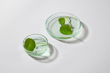 Two glass petri dishes with gotu kola leaves placed on. Minimal white background. Healthy concept with many benefits for your health and skin