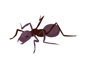 Isometric Ant Icon