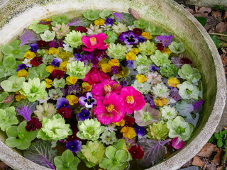 春の手水鉢