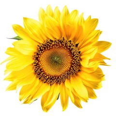 Macro closeup of isolated healthy fresh yellow sunflower head, pristine petals, white studio lighting background, preserved - generative ai