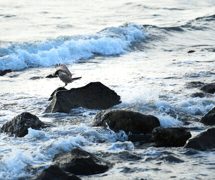 Sea bird sitting on stone in Mediterranean Sea