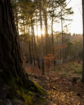 Forest in Switzerland illuminated by the evening sun.