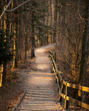 Nature staircase in forest is illuminated by the evening sun.