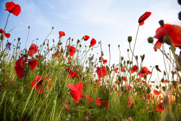 Field of poppies selective focus. Nature summer wild flowers. Vivid red flower poppies plant. Buds of wildflowers. Poppy blossom background. Floral botanical mood. Leaf and bush poppy flower. Sky