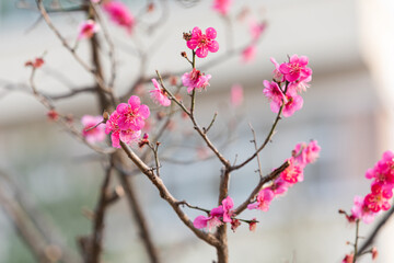 Red plum blossoms in early spring. plum tree