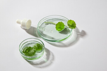 Gotu kola leaves placed on two glass petri dishes with a dropper. Blank space to display product based on Gotu kola (Centella asiatica)