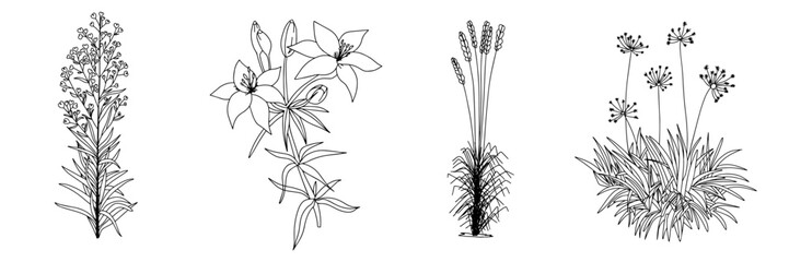 Set of outline flowers. A drawing of a plant with flowers and leaves. Vector illustration