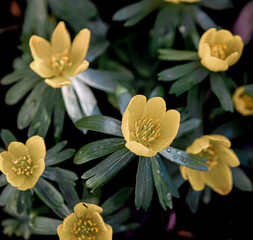 yellow and white