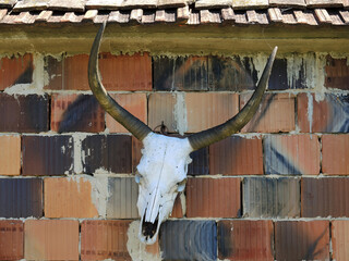 Cow/bull skull head skeleton with horns on outer wall of house - background