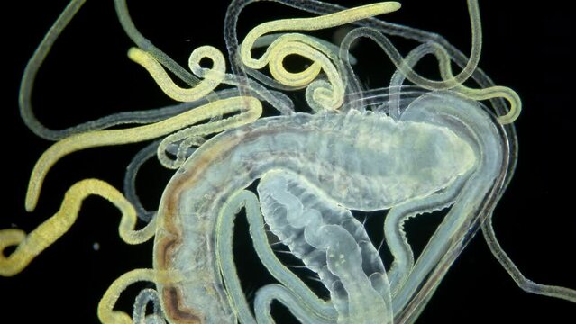 Worm Polychaeta under a microscope. Family Cirratulidae. They have many tentacles on body, as well as gills. They feed on detritus or algae. Indian ocean