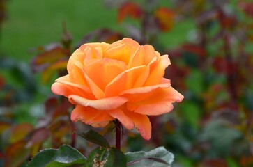 orange rose flower in the garden