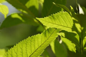 green leaves of a tree