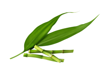 Bamboo branches with leaf isolated on transparent background. Green bamboo shoots for design.