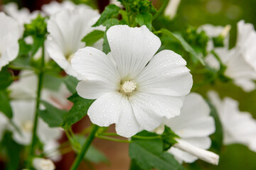 Obraz na płótnie Canvas White flowers of lavatera in the summer garden.