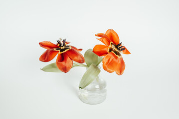 Orange Tulpen