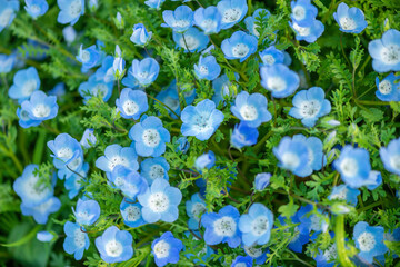 blooming beautiful Nemophila flower or Baby blue eyes. flowerbed background