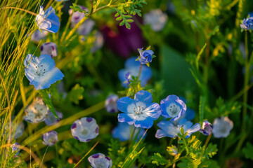 sunset of blooming beautiful Nemophila flower or Baby blue eyes. flowerbed background