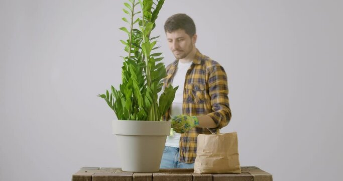 Portrait image of a replanted zamioculcas flower. Cheerful and smiling young florist in work gloves sprinkles the large plant with water from a sprinkler. Charismatic man admires the replanted flower