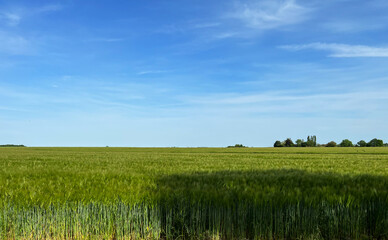 Fototapeta premium Champs de blé