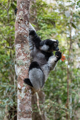 Largest living lemur Indri, (Indri Indri), called the babakoto, Endangered endemic animal on tree and feeding . Andasibe-Mantadia National Park - Analamazaotra, Madagascar wildlife animal.
