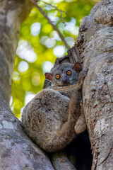 Randrianasolo's sportive lemur (Lepilemur randrianasoloi), or the Bemaraha sportive lemur, endemic sportive lemur in Tsingy de Bemaraha. Madagascar wildlife animal