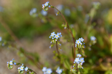 勿忘草の花によく似た小さな小さなを咲かせたキュウリグサ