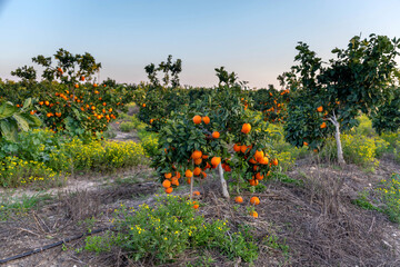 Fototapeta na wymiar Citrus plantation at sunset. Young orange trees with ripe fruits. Harvesting citrus fruits in Israel. February