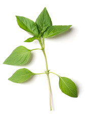 Branch of fresh early-season Thai basil, from above. Stem with leaves of Ocimum basilicum var. thyrsiflora, a variation of sweet basil, native in Southeast Asia, with anise- and licorice-like flavor.