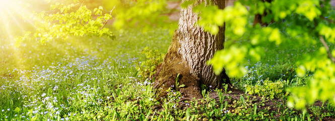 Sunshine in the park with meadow of blooming forget-me-not flowers and linden tree with new fresh foliage.