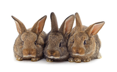 Fototapeta na wymiar Three little rabbits.