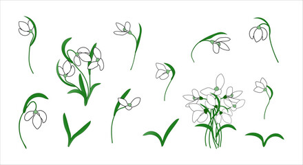 Fototapeta na wymiar Set snowdrops. Vector illustration. First flowers. Several flowers, leaves in different positions.