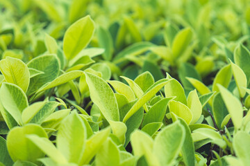 Natural background from small leaves of a green shrub. Shrub as a green fence. Background for adding text.