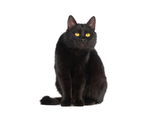 surprised black cat isolated on white background