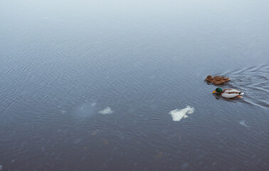 Fototapeta premium Ducks swim in a river or lake among ice floes in winter on a cold day. Wildlife in the winter landscape. Ducks have fun in winter.
