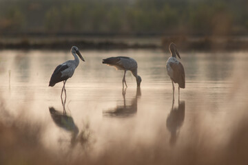 Spend the evening with a flock of birds.