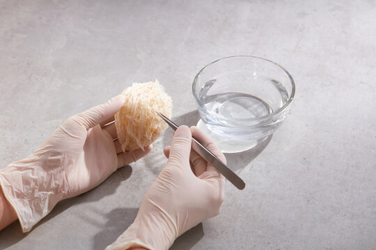 Gloved hands model is removing swiftlet feathers on an edible bird's nest with a glass bowl of water besides. Bird&rsquo;s nest is very well-known in Southeast Asia as a healthy food